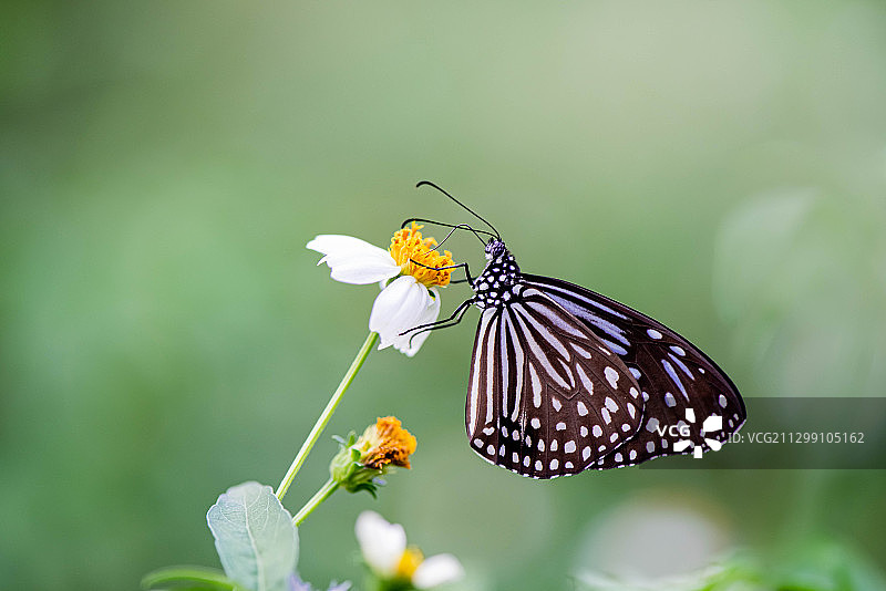 蝴蝶在花上授粉的特写，泰国苏拉塔尼图片素材