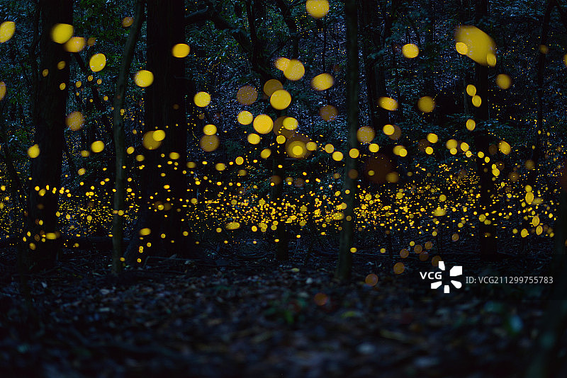 日本冈山新见，夜间森林里的萤火虫图片素材