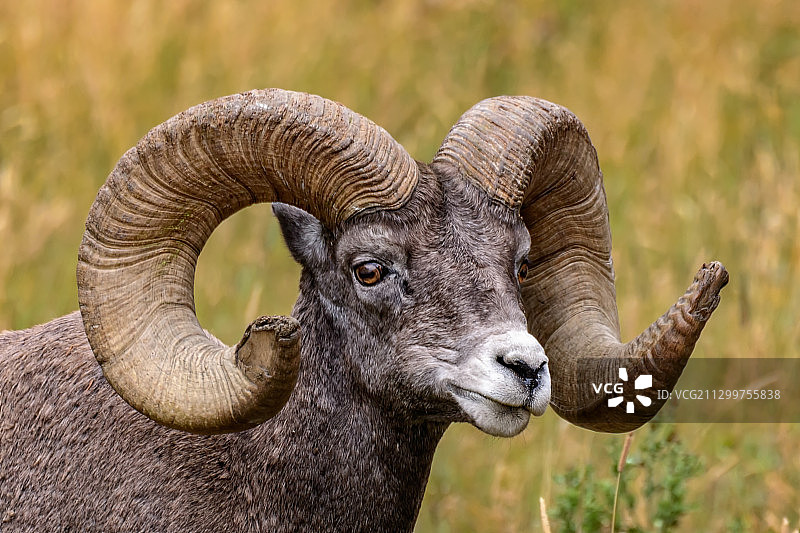 美国怀俄明州黄石国家公园野外公羊特写图片素材