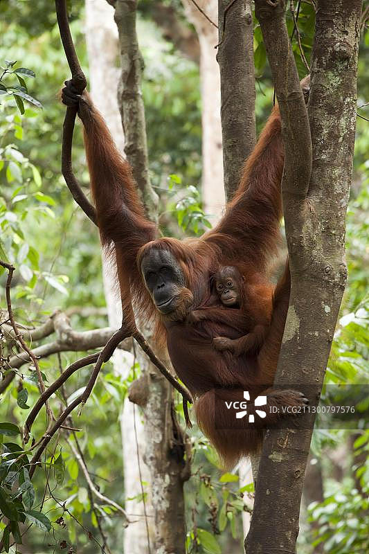 亚洲印度尼西亚苏门答腊岛热带雨林中一只年幼的苏门答腊猩猩图片素材