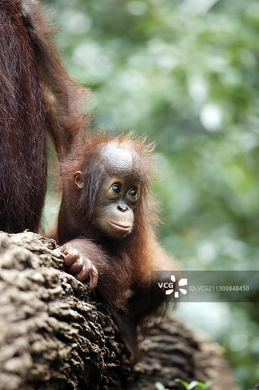 婆罗洲红毛猩猩(红毛猩猩)，在树上的幼仔，亚洲图片素材