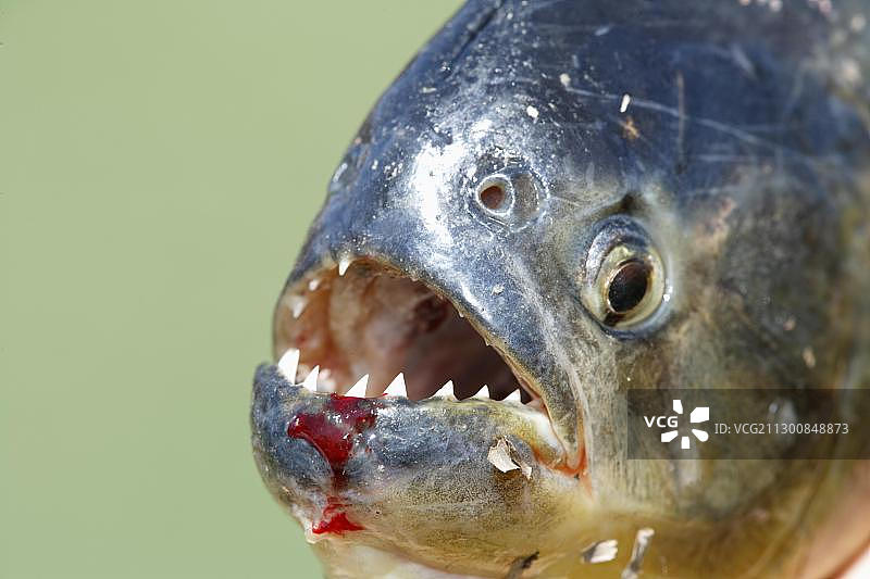 红腹水虎鱼(Pygocentrus nattereri)，成年，肖像，潘塔纳尔，巴西，南美洲图片素材