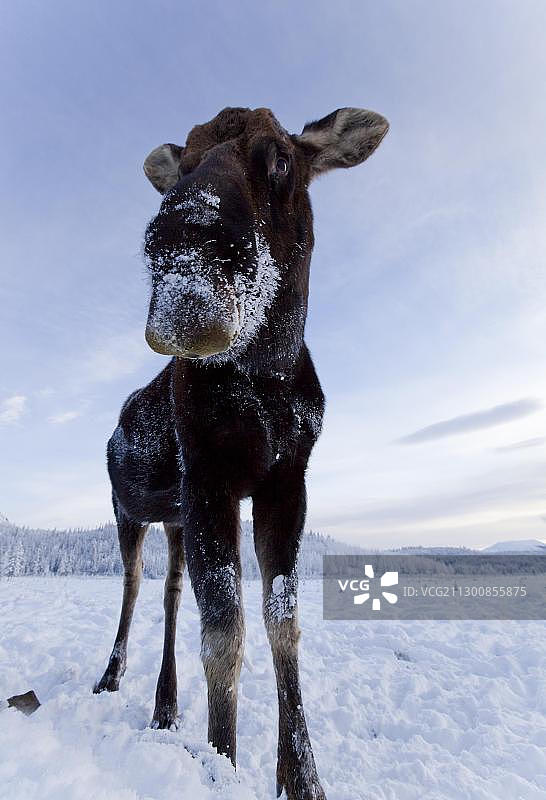 公牛，公驼鹿(Alces Alces)，掉角，育空地区，加拿大，北美洲图片素材