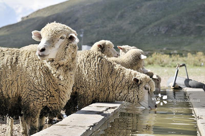 羊在一个槽，高原玻利维亚高原，奥鲁罗省，玻利维亚，南美洲图片素材
