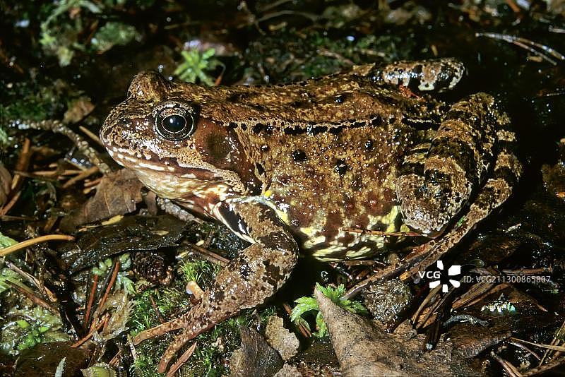 结实的棕色青蛙(林蛙)在森林地板上，瑞典，斯堪的纳维亚，欧洲图片素材
