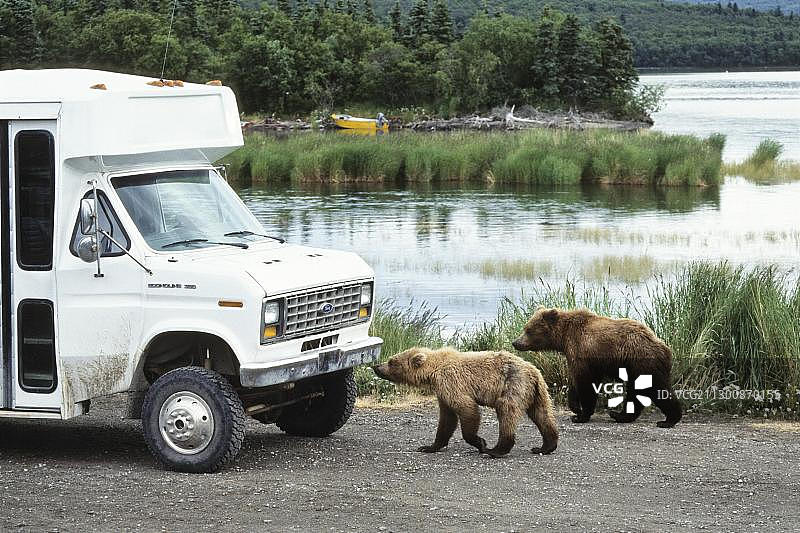 棕熊，母熊带着幼崽过马路，棕熊，卡特迈国家公园，阿拉斯加图片素材