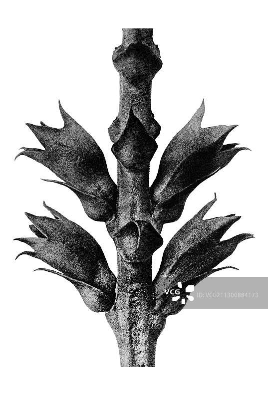 历史照片，服从植物或假龙头(Physostegia virginiana)，茎有花萼和苞片，来自:Karl Blossfeldt，自然的艺术形式图片素材