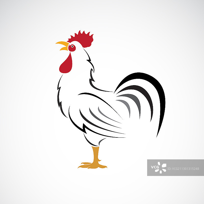 公鸡或公鸡设计的白色背景农场图片素材