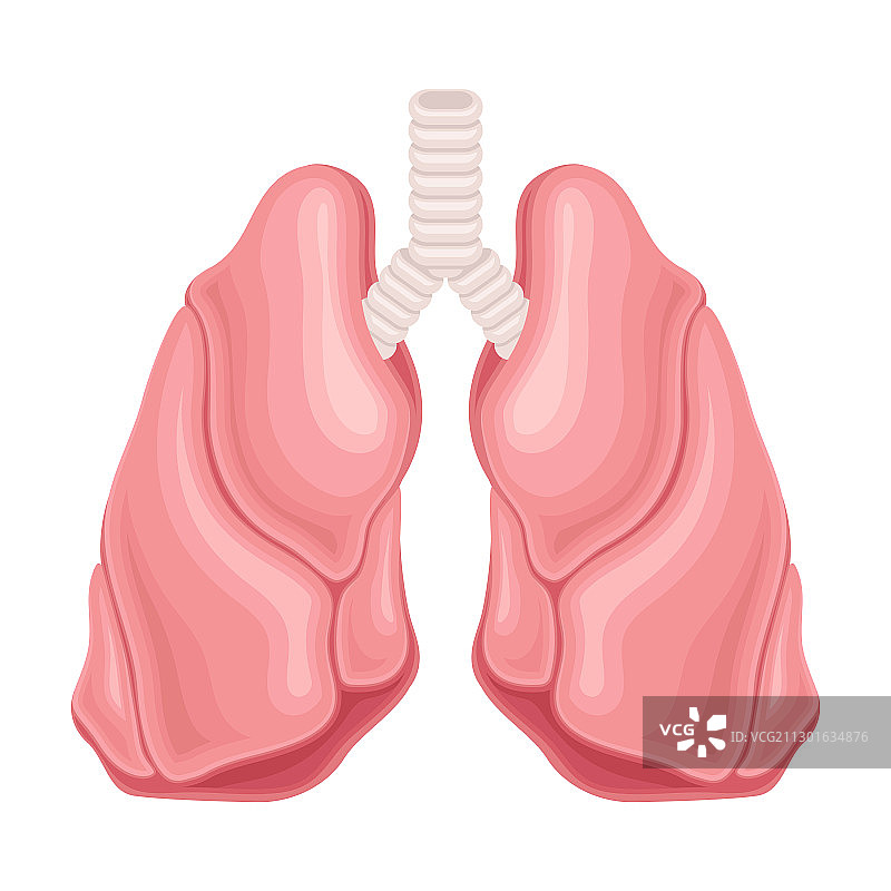 肺作为移植的供体器官图片素材