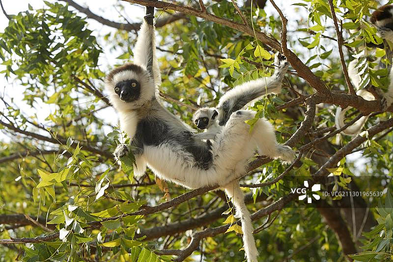 Verreaux的Sifaka (Propithecus verreauxi)，成年，雌性，和一个幼小的动物，在一棵树上，Berenty禁猎区，马达加斯加，非洲图片素材