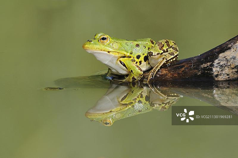 可食蛙(Pelophylax kl. esculentus)和反射图片素材