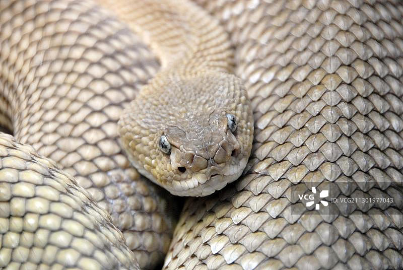 墨西哥西海岸响尾蛇或墨西哥绿响尾蛇(蛇颈响尾蛇)，圈养图片素材