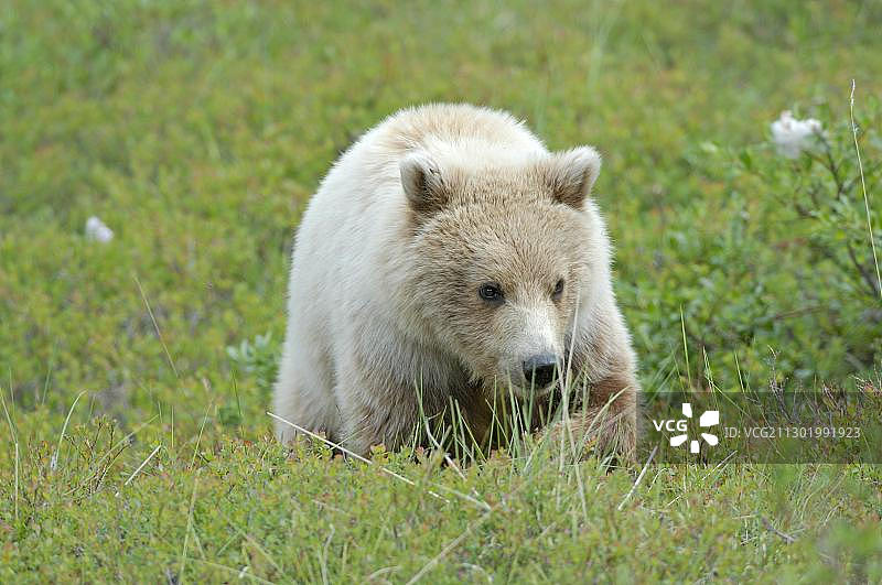 棕熊穿越苔原，德纳里国家公园，阿拉斯加，美国，北美图片素材