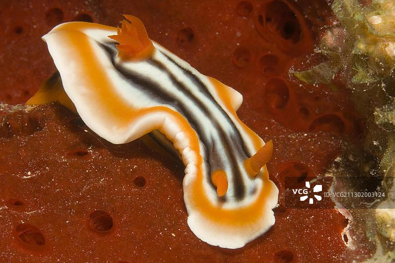 裸鳃海蛞蝓，四色色，在红色海绵上，菲律宾，亚洲图片素材