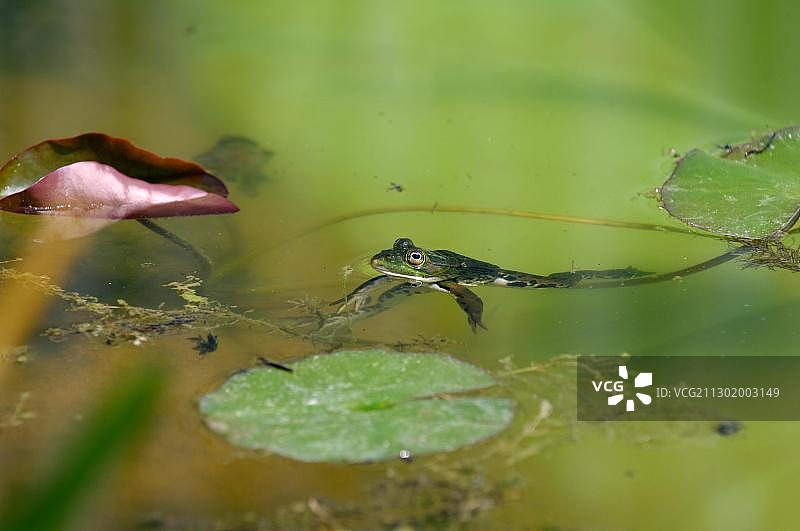 可食蛙、池塘蛙(Rana kl. esculenta)图片素材