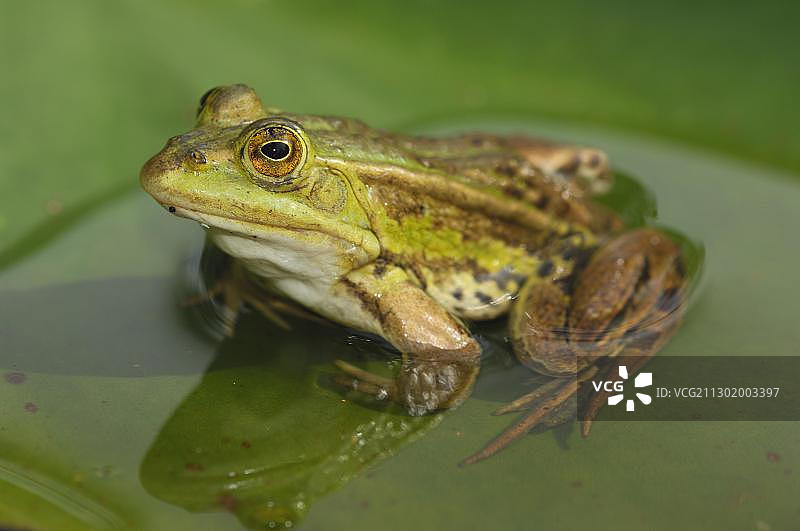 可食用青蛙(Rana esculenta)的肖像图片素材