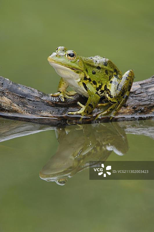可食蛙(林蛙)与反射图片素材