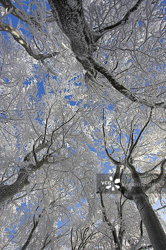 德国黑森Vogelsberg的雪景。图片素材