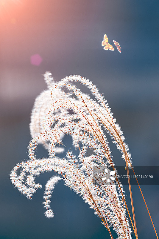 阳光下的芦苇和飞舞的蝴蝶图片素材