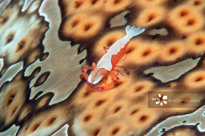 海参上的皇帝虾图片素材