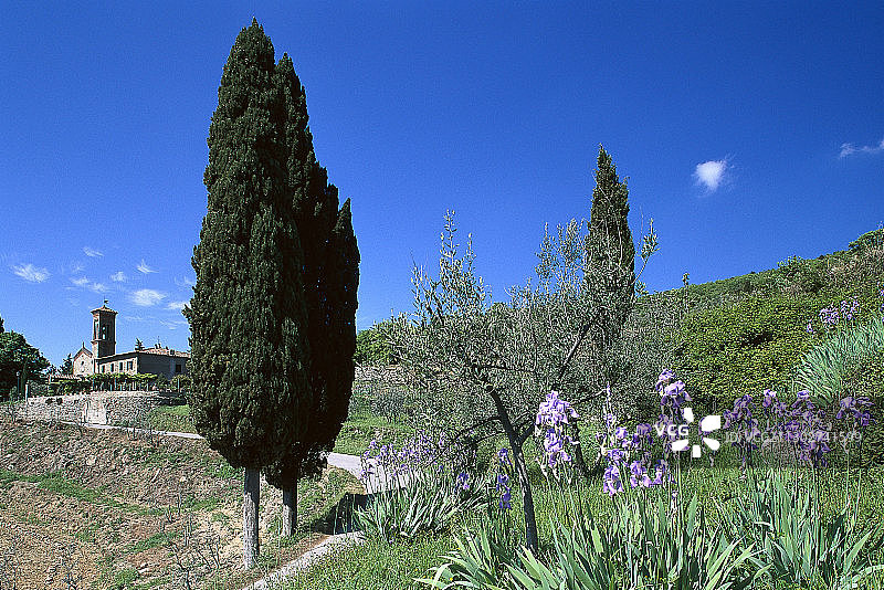 鸢尾和柏树，基安蒂，托斯卡纳，意大利图片素材