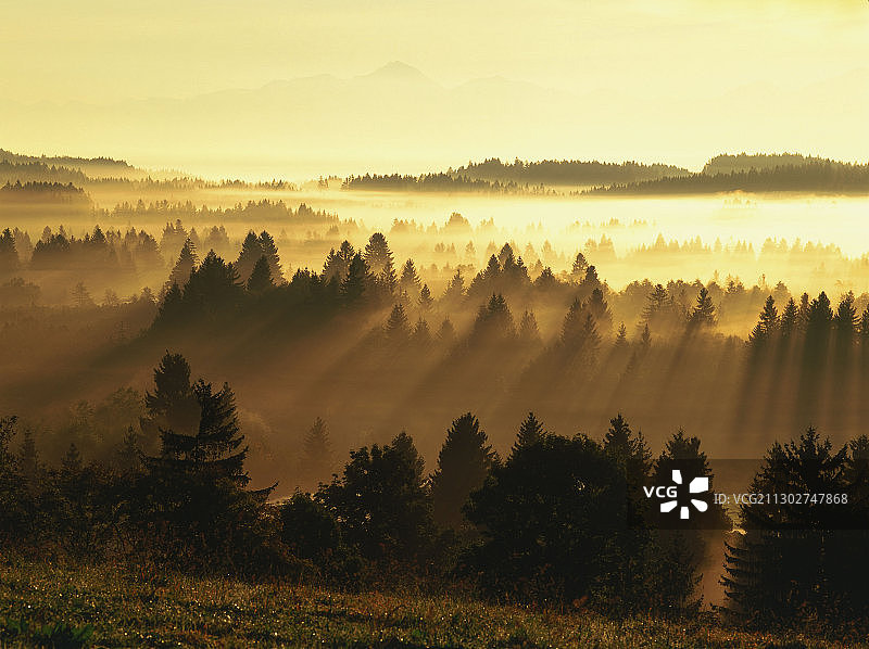 雾气笼罩松林，早晨，上巴伐利亚，德国图片素材