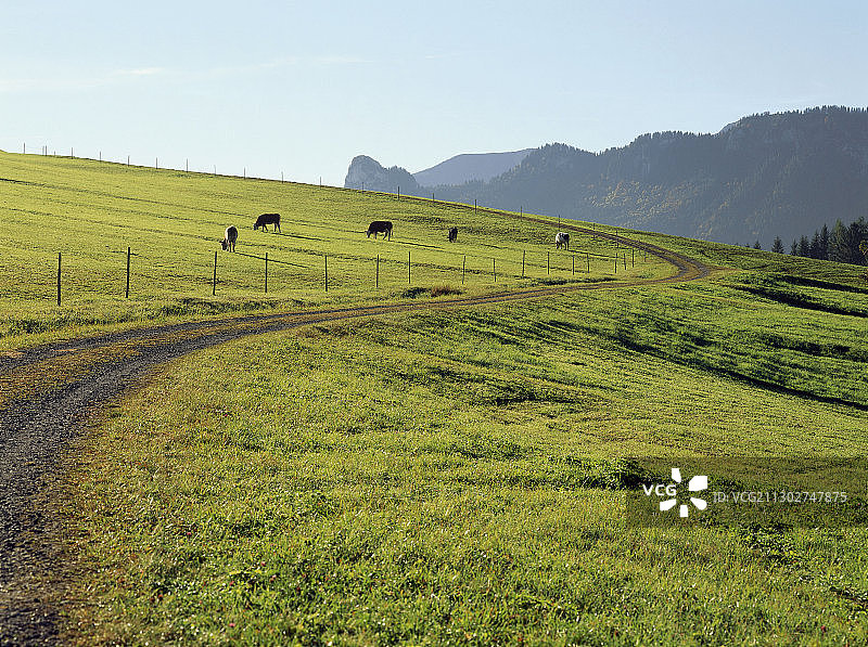 德国上巴伐利亚的奶牛在田野里吃草图片素材