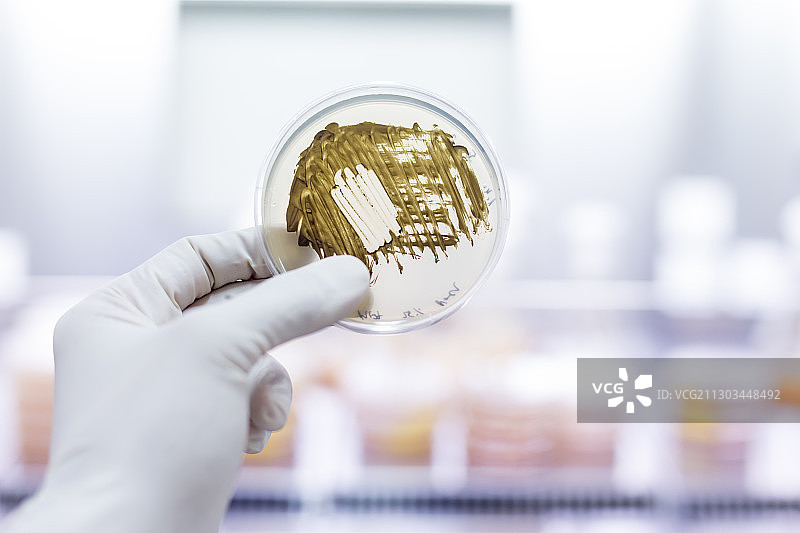 科学家在培养皿中用琼脂凝胶培养细菌作为图片素材