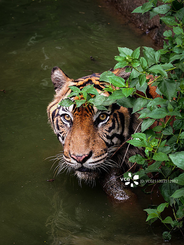 高角度视角的老虎在湖图片素材