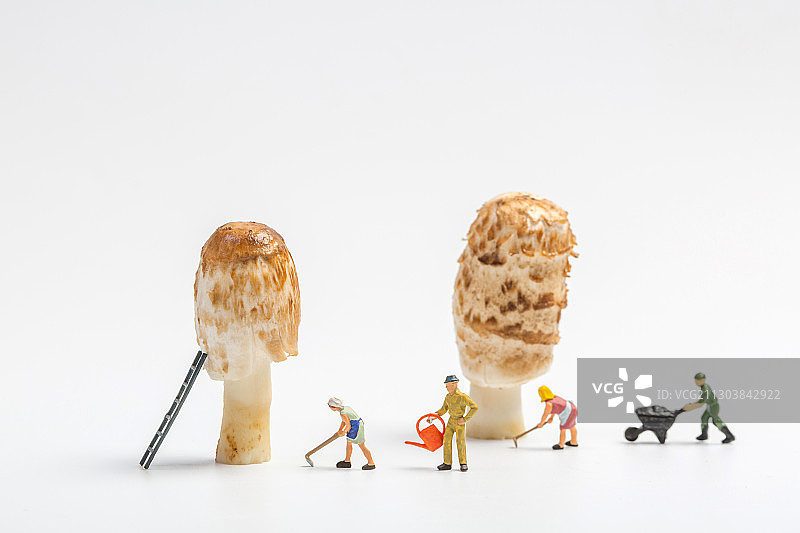 白色背景上种植蘑菇的人图片素材