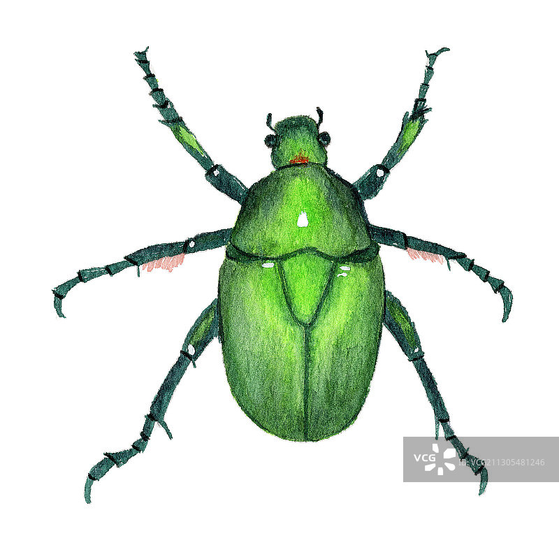 手绘水彩甲壳虫金龟子昆虫素材元素插画图片素材