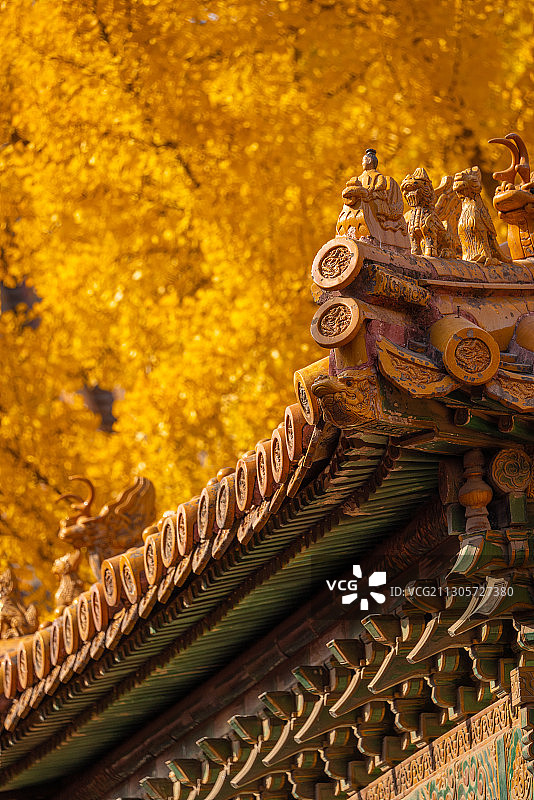 深秋北京故宫延禧宫金黄的银杏与宫殿屋脊角兽相互映衬图片素材