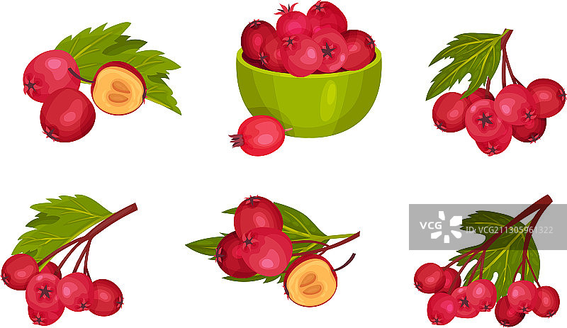 山楂树枝上长着红色圆圆的小梨子图片素材