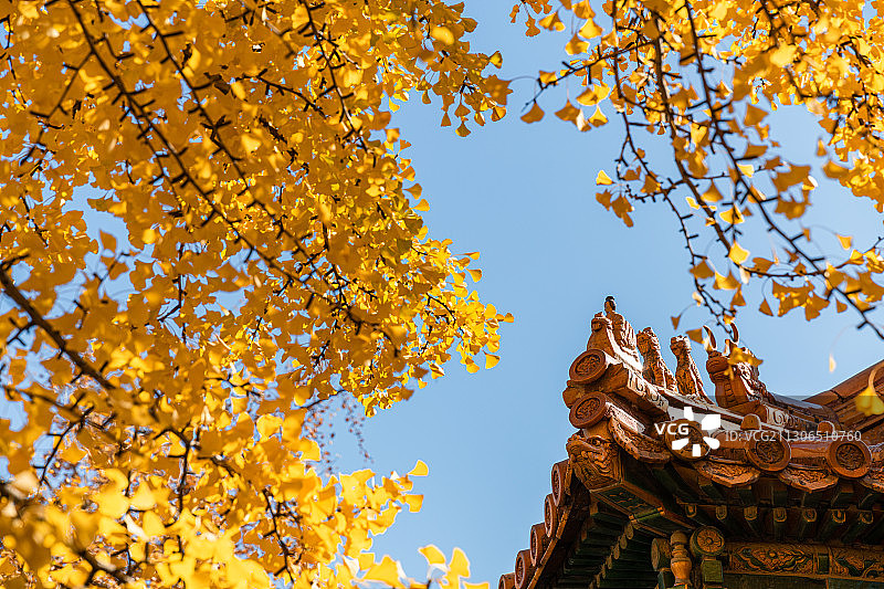 秋天金黄色的银杏叶和北京故宫博物院皇家古建筑景观图片素材