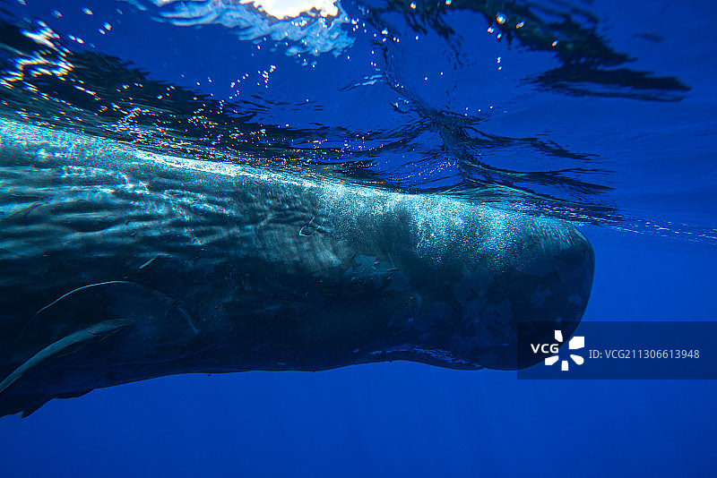 水下拍摄的抹香鲸，毛里求斯图片素材
