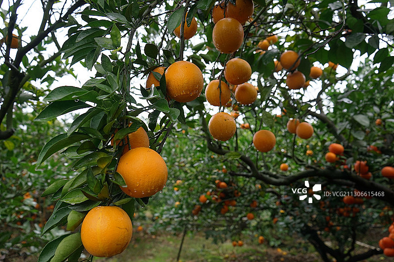 橙子 橘子 果实 树图片素材