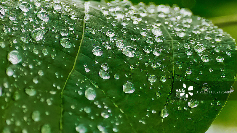 在雨季湿植物叶子的特写，朱纳鲁斯卡湖，北卡罗来纳州，美国图片素材