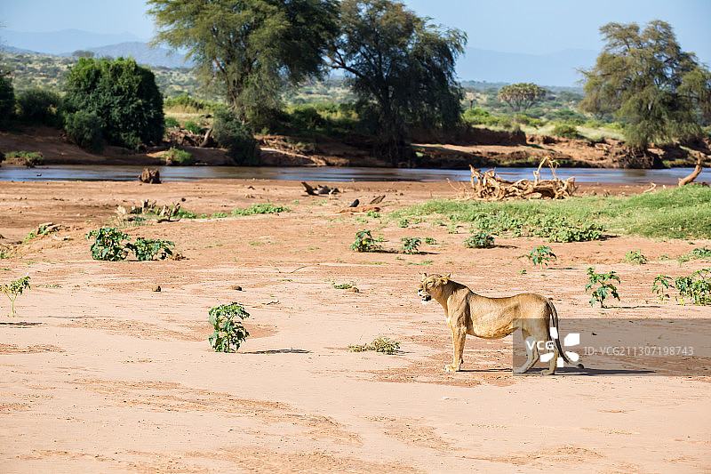 骆驼站在田野上的侧视图图片素材