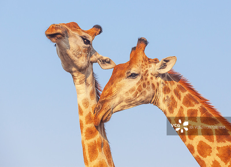 低角度的长颈鹿对晴朗的天空，克鲁格国家公园，南非图片素材