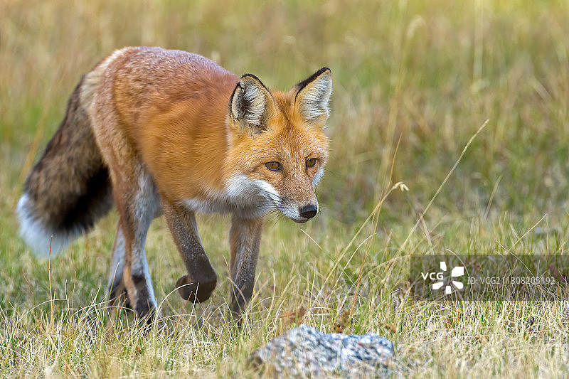 美国黄石国家公园田野上狐狸的特写图片素材