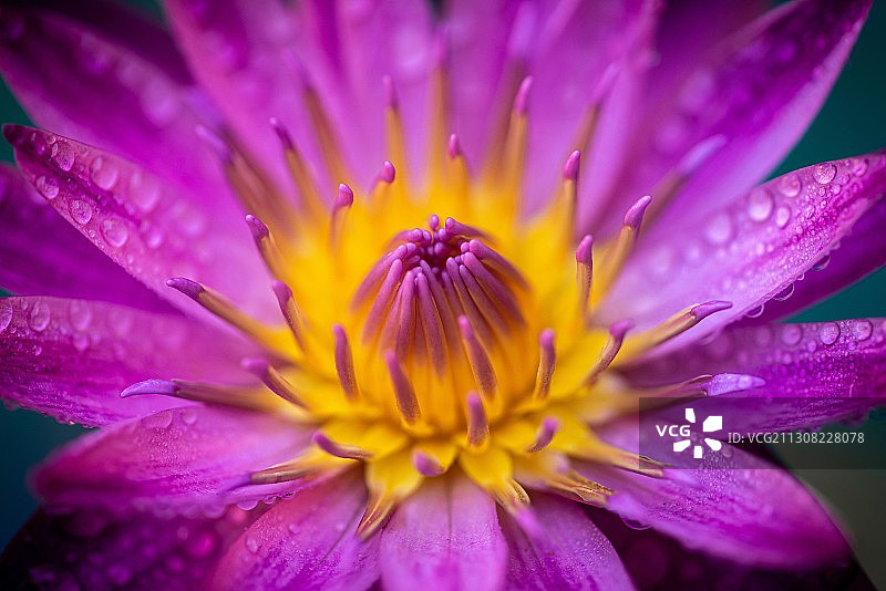 湿紫色花的特写，金奈，泰米尔纳德邦，印度图片素材
