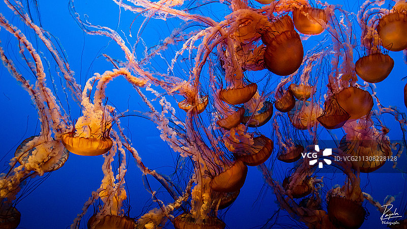 水母在海里游泳的特写，蒙特利，加利福尼亚，美国，美国图片素材