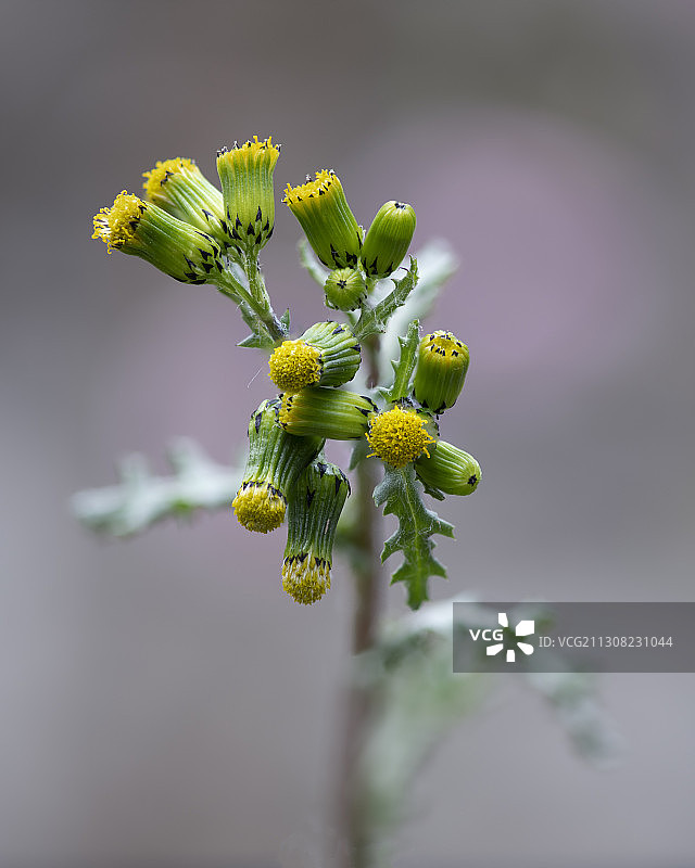 开花植物特写，意大利弗吉尼亚州的Travedona Monate图片素材