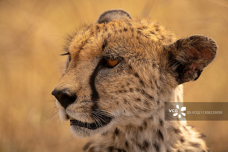 坦桑尼亚Ololosokwan，猎豹的特写镜头图片素材