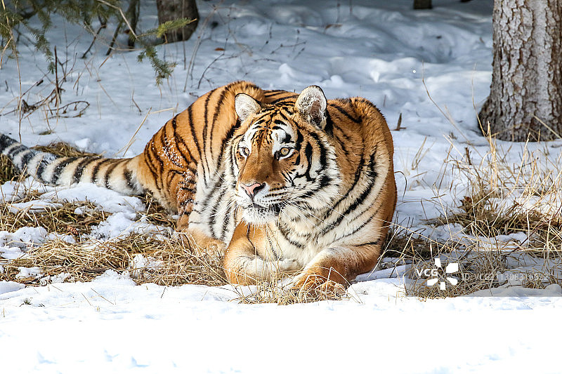 老虎坐在雪地上的肖像图片素材