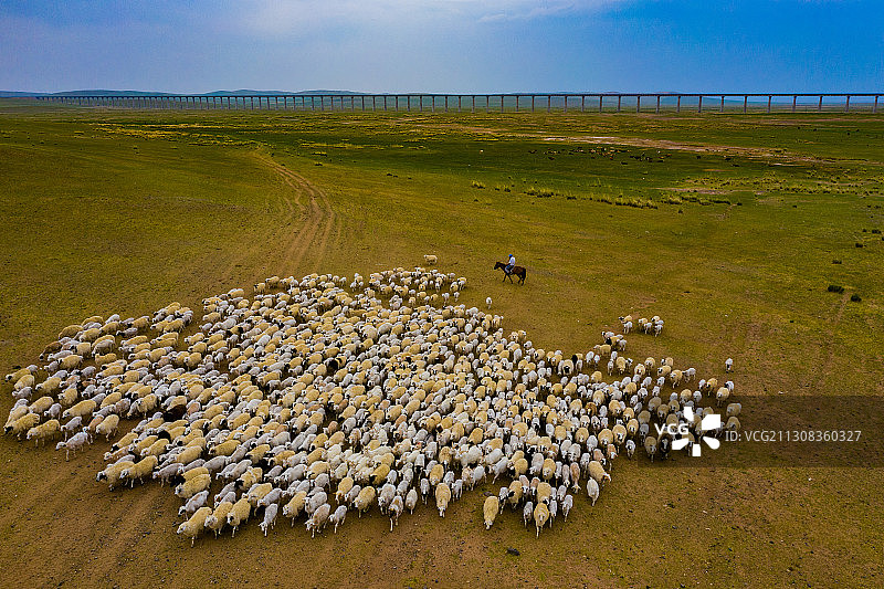 内蒙古呼伦贝尔牧羊图片素材