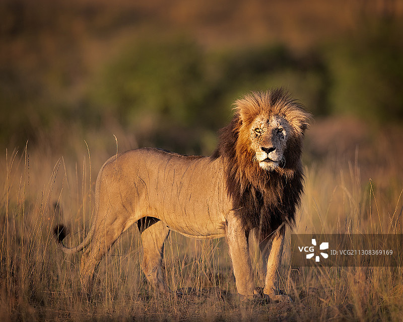 狮子在草地上行走的肖像，马赛马拉国家保护区，肯尼亚图片素材