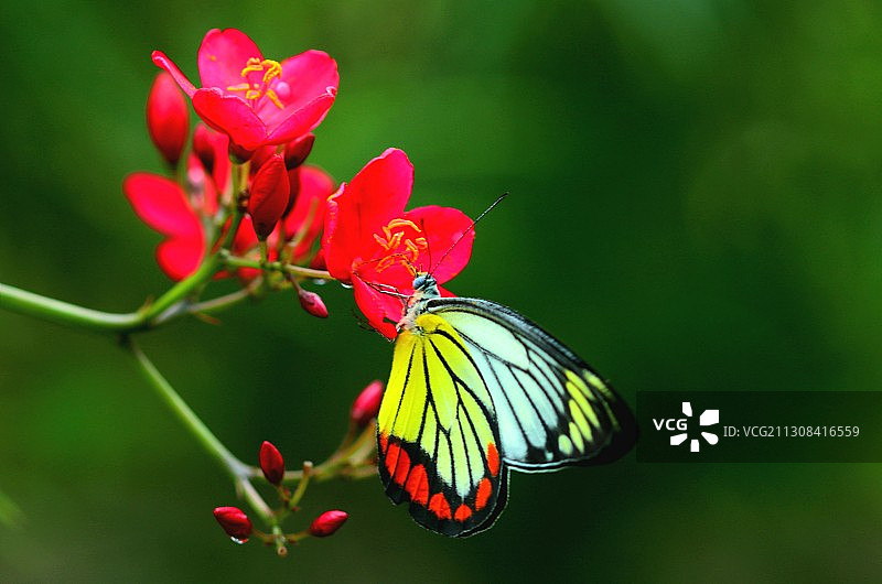 蝴蝶在红花上传粉的特写图片素材