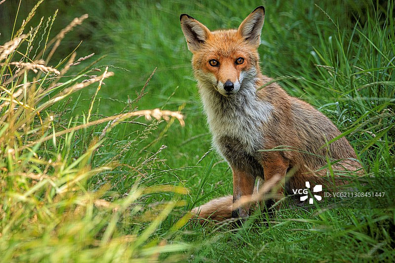 红狐狸坐在草地上的肖像图片素材