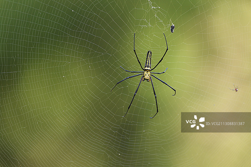 北金圆织布蜘蛛或巨木蜘蛛，台湾图片素材